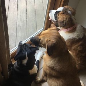 Meet your Posher, Destiny